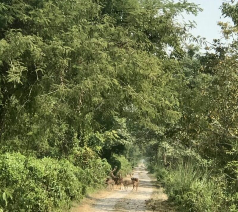 Chitwan National Park safari