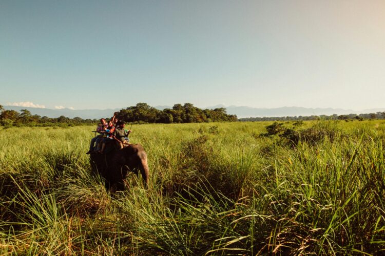 Jungle elephant safari in Chitwan National Park, a highlight of the Everest gateway to Chitwan park motorcycle tour.
